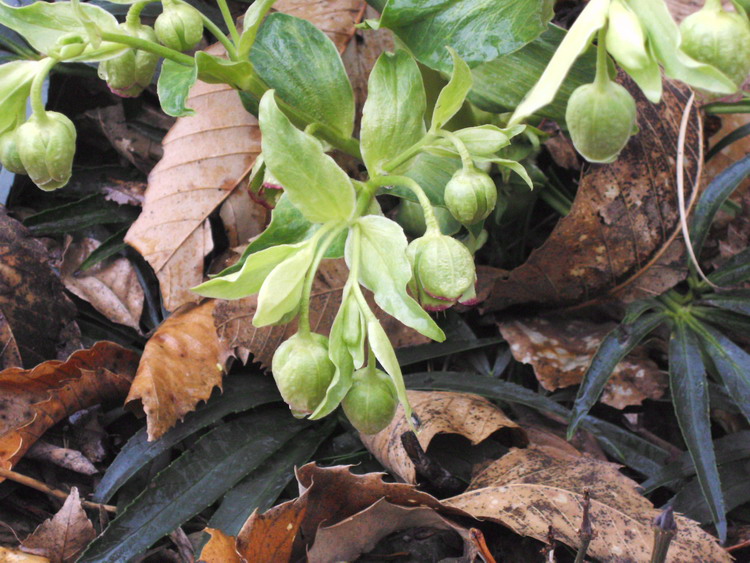 Helleborus foetidus / Elleboro puzzolente